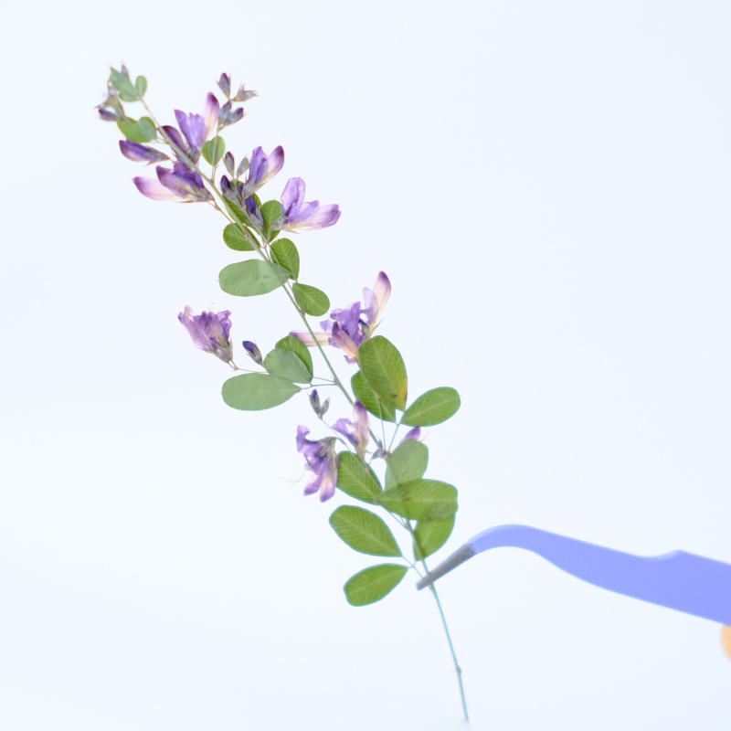 6개, 자연산 레스페다자 포모사 말린 압화, 식물 표본 - Resin Art Baby 리뷰 및 가격