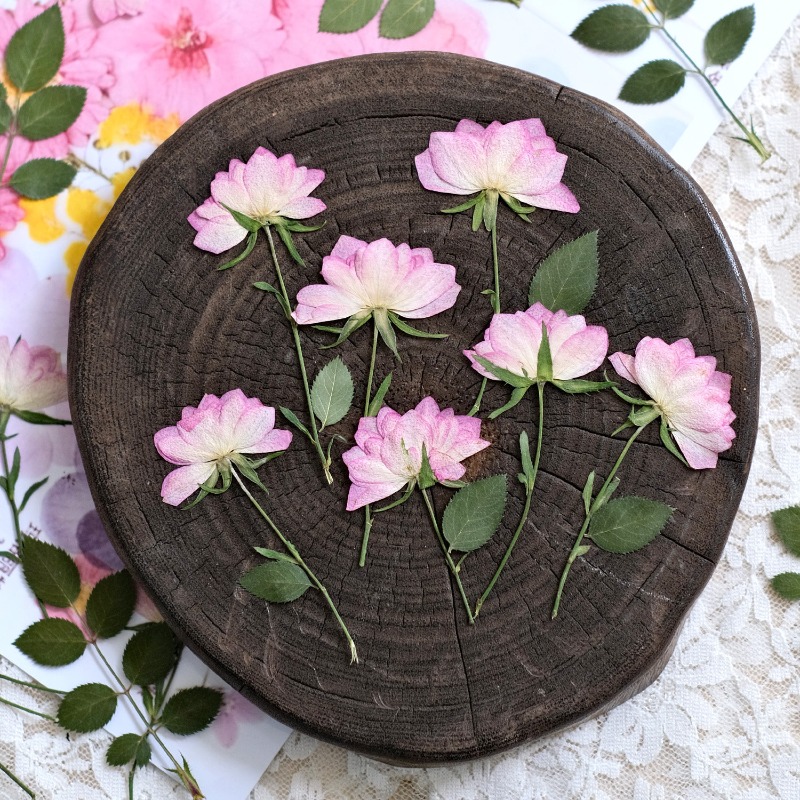 12개, 휴대폰 케이스 DIY용 진짜 건조 압축 꽃,  - Resin Art Baby 리뷰 및 가격